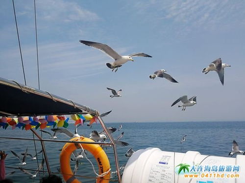 端午節大連旅游推薦 老碼頭帆船游艇體驗之旅